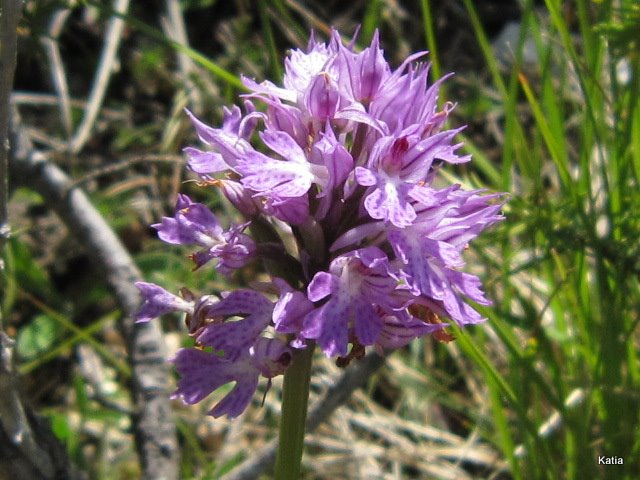 Neotinea tridentata